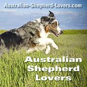 Mini Australian Shepherd Willow: Mastering the Spin Trick