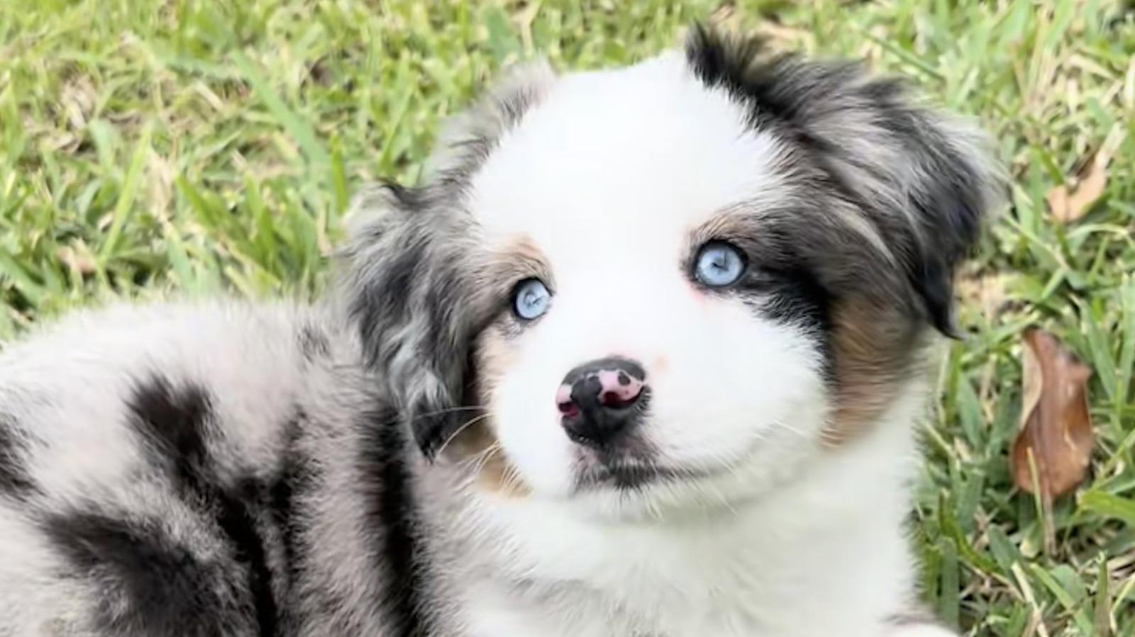 Smart Mini Australian Shepherd Willow: Tricks and Sweet Personality
